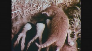 1950s Three Baby Skunks Nurse Mother: стоковое видео (без лицензионных платежей), 1015821382 | Shutterstock