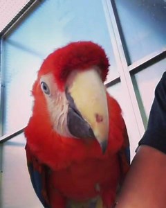 2.2K views · 108 reactions | Coco and Rio are not impressed that rival scarlet macaw flying team Molly and Isaac have been getting international media attention over the last few weeks. So they’re here to steal the social media limelight! #scarletmacaw #wildwingsbirdshow #wildzoologicalpark #freeflight #birdshow | WILD Zoological Park | Facebook