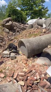 41K views · 918 reactions | We are loving working with our shepherd litter! Here Emma (Qwick vom Eisenraben x PVWDC; sponsored by anonymous donor) is working a live human search, and bark alerts when she has located the victim. She is doing so well with her training!  | Penn Vet Working Dog Center | Facebook