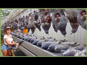 How Millions of Pigeons Are Processed – Massive Pigeon Farming For Meat
