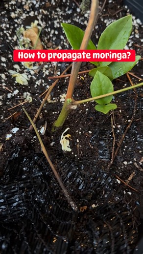 How to propagate moringa? #MORINGA #malunggay #malunggaybenefits #caregiversaamerika #momshiebrends #buhaycontentcreator #buhayamerica | Brenda P Ramos | Facebook