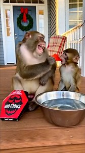 Spicy Challenge Gone WRONG for This Monkey 🤣🌶️ #funnyvideos #Monkeyfunny #funnyanimals | Baby Fury Futbol