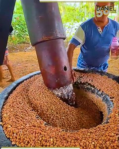 Unique peanut oil extraction, a well-done process. | Danieljean56