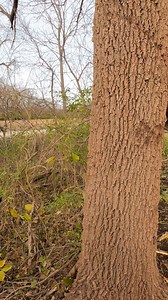 Pulling this tree to keep it of the road. Bore cutting with no hinge #skidder #trees #chainsaw #Yeahboy | Boys In The Woods