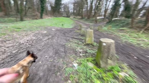 26K views · 1.4K reactions | Mon petit chien sauteur  Go Go pour de nouvelle aventure  | Educ'passion - ixo | Facebook