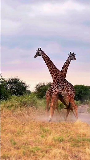 Giraffe Showdown Watch This Rare Neck Battle in the Wild!