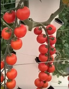 [Hot Item] High Quality Commercial 10 Layers Hydroponics Tower Hydroponic Vertical Mini Growing Systems