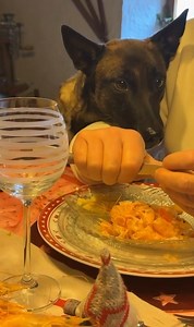 164K views · 3.3K reactions | Comment voulez-vous que j’y arrive ? 路‍♀️ Poupette, à table, normal, selon mon père, et en plus il lui donne à manger à table donc pour elle, c’est le vrai bonheur 臘‍♀️ je suis dépassé, je sais plus quoi faire浪 | Educ'passion - ixo | Facebook