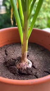 Voici comment faire pousser de l’ail facilement à la maison 🧄 | ღ ღ Astuces beauté santé et recette pour Femme ღ ღ