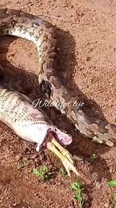 20K views · 168 reactions | The giant python broke into the chicken farm but was discovered | Floor window | Facebook