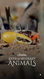 10K views · 258 reactions | Meet the banana fiddler crab 呂 – nature’s tiny show-off! Male banana fiddler crabs sport one massive claw that’s not just for looks. They wave it around to attract mates and warn rivals. In this case, bigger is better. #ausgeo #seeaustralia #wildlife #australia #bananafiddlercrab | Australian Geographic | Facebook