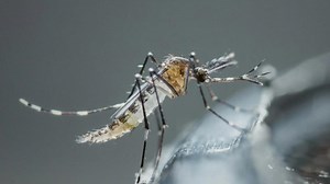 West Nile virus detected near Chapman Ranch, first positive mosquito pool since 2024