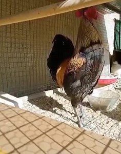 😂😂 | Le Pakistani