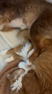 5.9K views · 1.8K reactions | I got up at 4:30 as usual, fed and medicated all the pets, made beds, unloaded the dishwasher, cleaned litter boxes, etc. I was getting dressed to go work out and I said to myself “Not today, Natalie” and instead I took a hot shower and put on cleans pjs and here we are. ☺️ | Cubby and Friends | Facebook