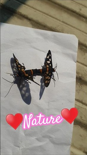 ♥️Nature♥️ #love#MateAttraction#Pheromones#CourtshipBehavior#Copulation