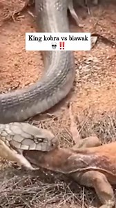 King kobra vs biawak💀‼️ #ular #snake #reptiel | Robby Nm