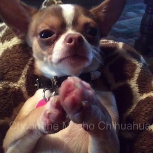 (@Sandra Dunn) Prayer for Toby🐾🐶❤️🙏🏻 | Choco the Macho Chihuahua