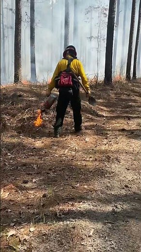 Drip torch in action - prescribed burn on our tree farm