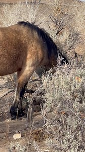Spinner, Hikari, Howie and Harpie… peacefully munching on dried cottonwood leaves in a dry creek bed. There is a flowing creek nearby and the band is enjoying this warm Sunday afternoon. | Wild Horse Connection