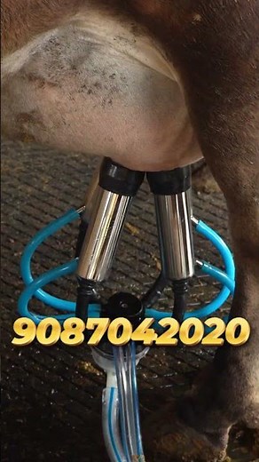 Milk More in Less Time – High-Speed Milking Machine in Action! 🐄