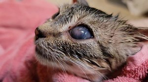 Wee Nipperkin had a bath to be able to move out of the intake room. The little mite has been growing like a weed but still has a bit more to go before being strong enough for her enucleation #w3bNipperkin [smartphone] Wee3beasties: Saving the Strays | Wee3beasties: Saving the Strays