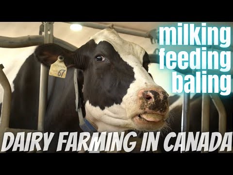 Milking Cows and Making Hay!