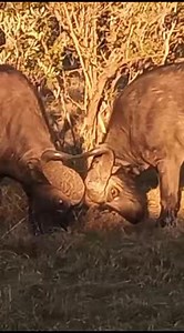 Touch, Set , Engage #meangreenfirefightingmachine #SecureFire #springboks #RWC2023 #AllBlacks #FidelityADT #englandrugby | Andre Snyman eblockwatch