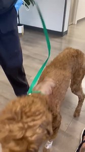 Florida Poodle Rescue on Reels