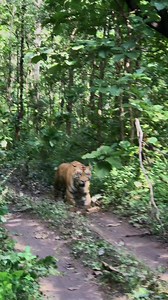 2M views · 10K reactions | Pench Tiger Reserve Male Tiger #wildlifeaddicts #naturelovers #wildlifephotography #tiger #wild #video #animals #wildlife #shorts #nature | Durgesh Sonwane Pench | Facebook