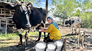 25K views · 413 reactions | Hand Milking Cow's and Baking Delicious Traditional Pastries by a Village woman | Outdoor Chef | Facebook