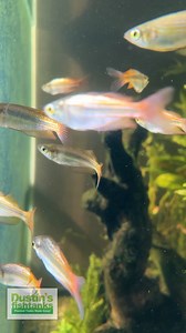 1.5K views · 13 reactions | Australian Rainbowfish Update! Love these...