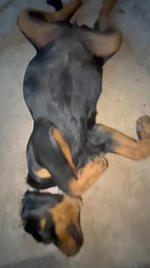 OMG 🤣 Kira look 😳 how fat you are after dinner 🤦‍♂️ | Growler Rottweilers