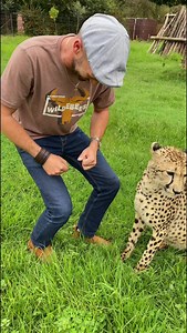 #safari #huntinglazyhorse #luiperd #cheetah #fast #longervideos #girlfriend #fanks #welcometothebush | Crazy Werrie