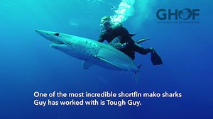 Tough Guy! This 200# male shortfin mako #shark was tagged in Isla Mujeres, Mexico and travelled over 9,700 miles in 294 days! "Having been tagged, this shark took a while to revive - so I swam with it providing a kick start for several minutes before it recovered and swam off with increasing speed!" - Guy Harvey Visit www.GHRITracking.org for more info! #GHOF #SaveOurSeas #SaveOurSharks Guy Harvey Research Institute | Guy Harvey
