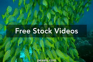 Best Underwater Videos