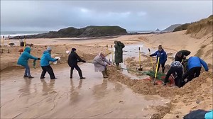 〓〓 Through the Farming in Protected Landscapes (FiPL) programme, which is facilitated through the Cornwall Area of Outstanding Natural Beauty (Cornwall National Landscape), with support from the Making Space for Sand (MS4S) project, Beach Guardian are supporting our local dunes systems. 🌿 This last week at Constantine Bay has illustrated perfectly how much our dune systems can change in a very dynamic way. 🌎 Tonight's #TuneInTuesday has been made with footage sent to us by volunteers Sue, Char