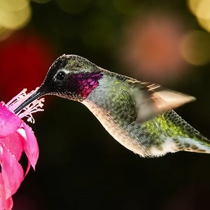 8K views · 74 reactions | The Insane Evolution of Flight | Real Science | Facebook