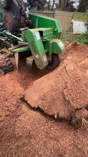 Stump grinding this massive fallen oak tree stump. With a Demo Carlton stump grinder which Is fully remote controlled and only 29.5” wide we can get it through a standard gateway to tackle any size tree stump. We can also remove grindings from property or leave for mulch. Get rid of unwanted stumps and give us a call. | GPC Tree Surgeons