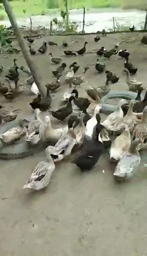 Philippines' Mallard Ducks Free Range Farming
