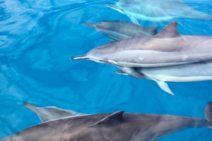 The magic of seeing dolphins in the wild #spinnerdolphins #kauai #napaliriders #kauaizodiac #kauairafttour | Na Pali Riders
