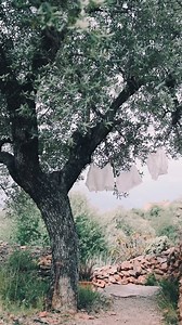 “Olivo truncado de Israel” de Pedro Tarquis. 🕊️🕊️🕊️ | Dynamisradio