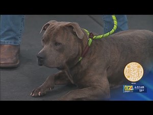 Pet Appreciation Week