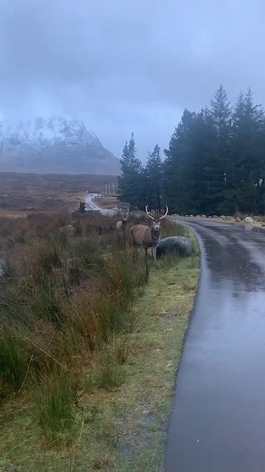 #scotland #scottishhighlands #scottish #deer #thistle | I Love My Scotland