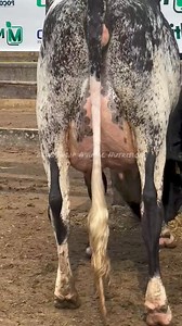 29K views · 812 reactions | Top Girlando cows #bestcowfeed #kashmirDiary #girolandobrasil #sheepfarmer #cowfeeding #dairyfarming #cowsmakemehappy #holstein #cowfarmer #dairy | Blue Tulip Animal Nutrition | Facebook