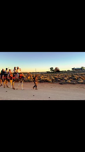 Camels 🧡 🐪 #ourhillisnotbroken #desrinationnsw #outback #silvertonnsw #camelride #camels #sunset #outbacknsw #visitsilverton #relaxing | Silverton Outback Camels. The Outback Ark & Farm Stay