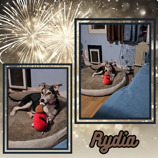 26 reactions | Rydia got a stuffed turkey for Christmas! She's...