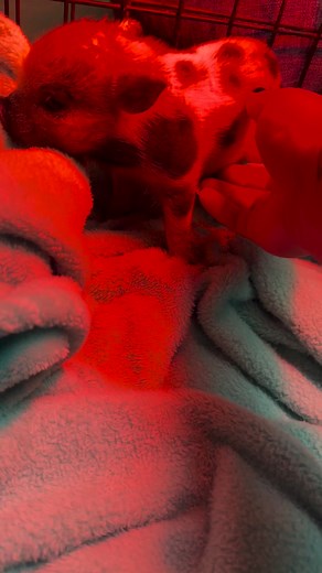 5.8K views · 230 reactions | Good afternoon from my sweet baby boy!...