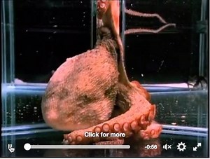 2.2K views · 40 reactions | İnanılmaz !!! #nautilusdivingkas #nautilusdivecenter #kas #dalis #scuba #octopus #ahtapot #dalisokulu #kasdalis | Nautilus Dive Center | Facebook