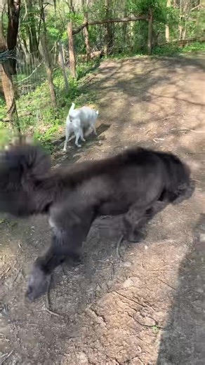 Cooper and Narak cruising along! They love their nature excursions!🌳😄❤️🐕🌱 | Cozy Inn Pet Resort - Plum