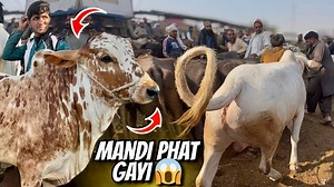 21K views · 444 reactions | Bhains Colony Mandi PHAT Gayi!  |...